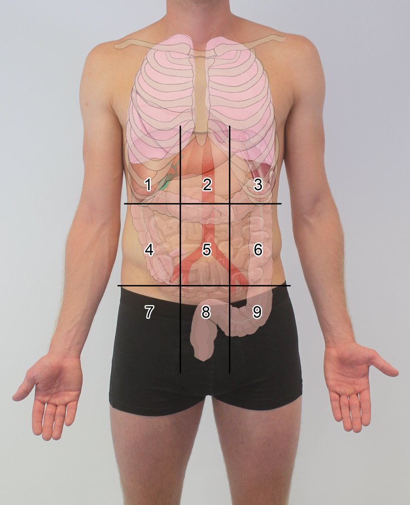 Abdominal regions