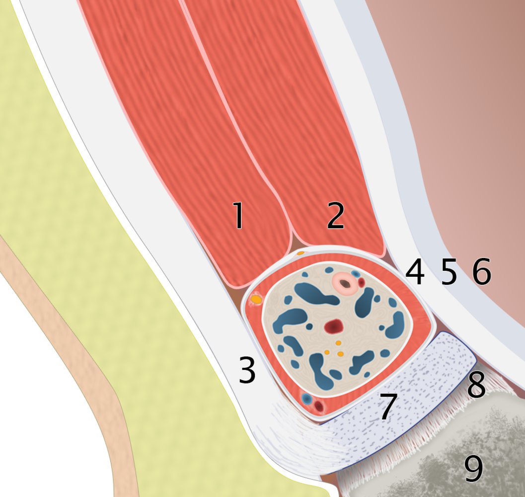 Anatomy of the inguinal canal