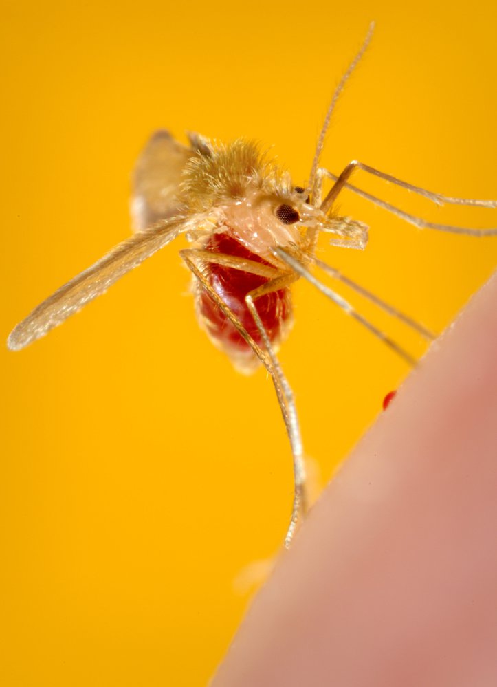 Phlebotomus papatasi sandfly: vector for leishmaniosis