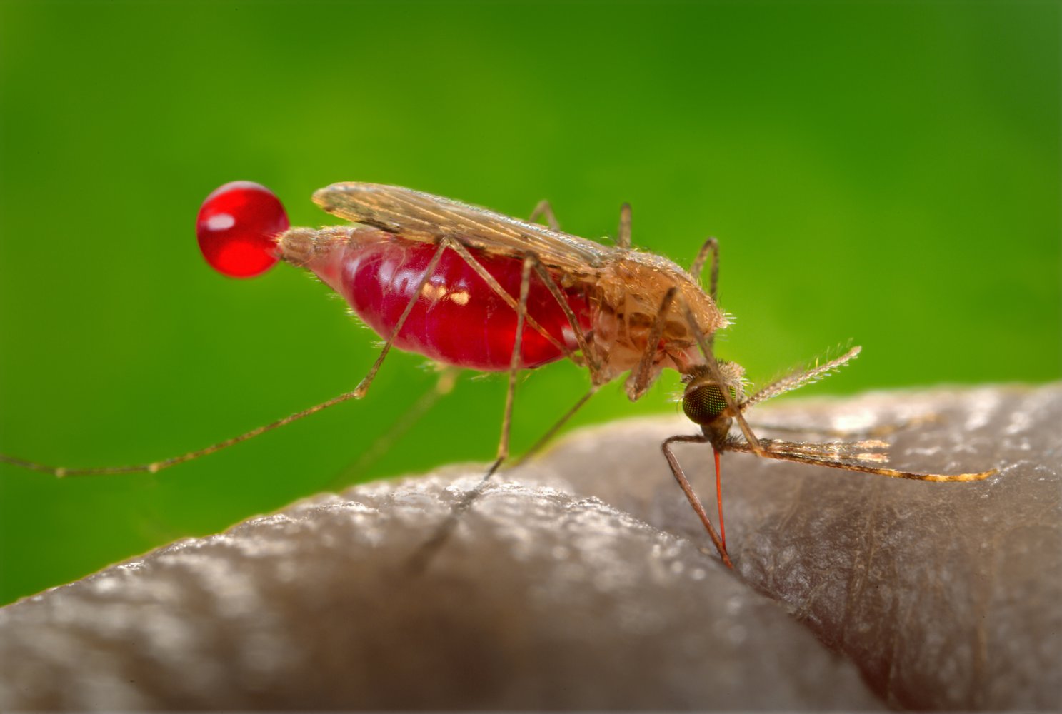 Anopheles mosquito sucking blood