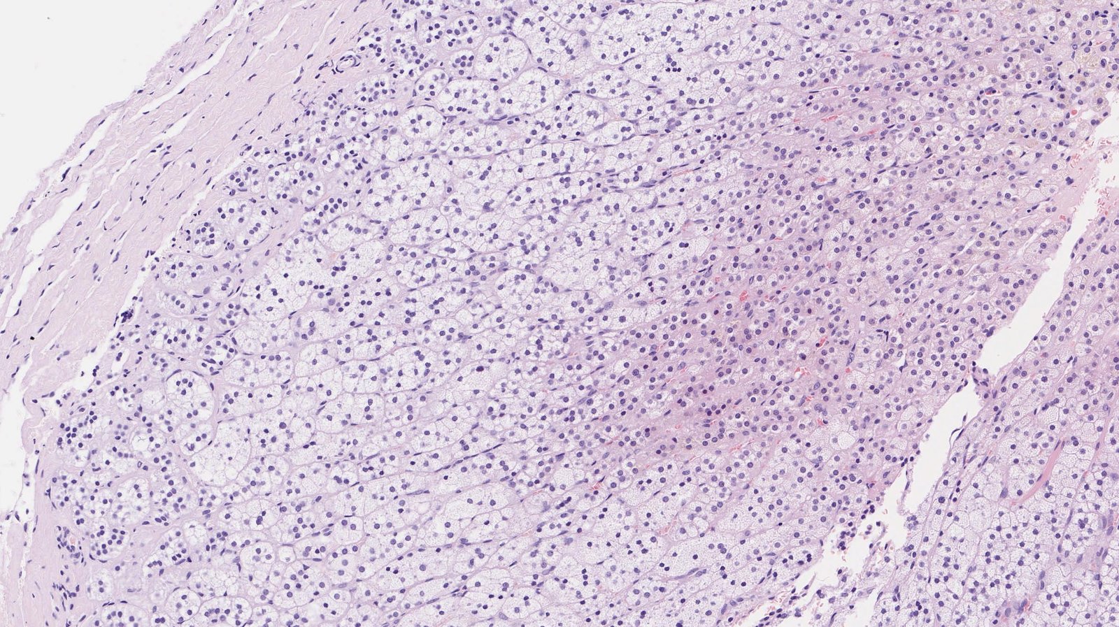 Layers of the adrenal cortex