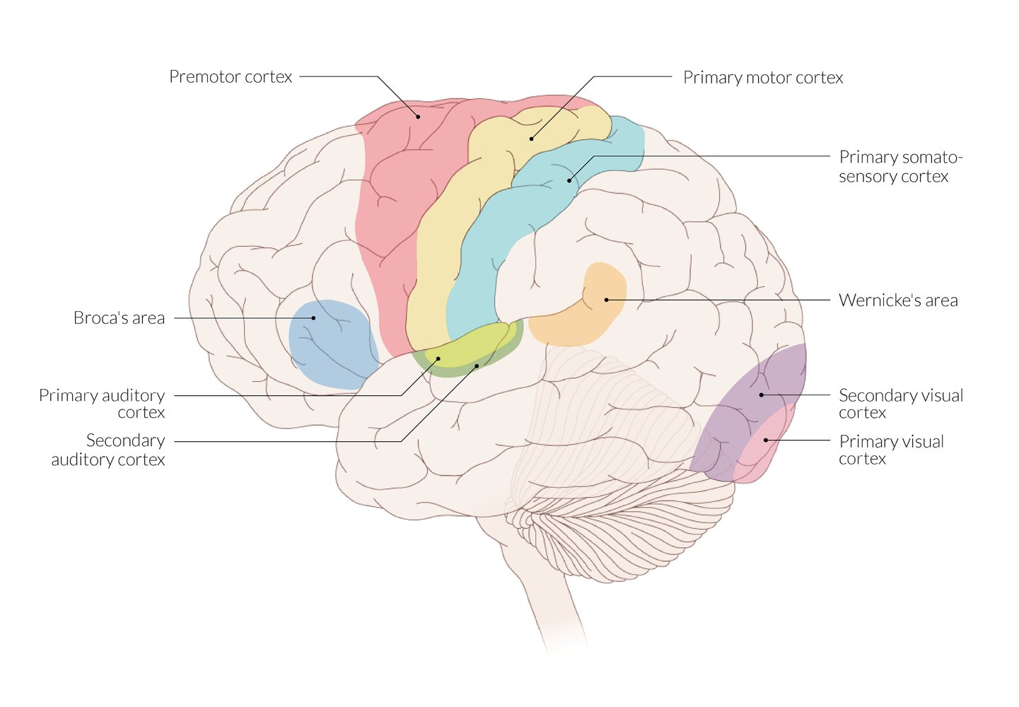 Lateral view of important areas of the brain