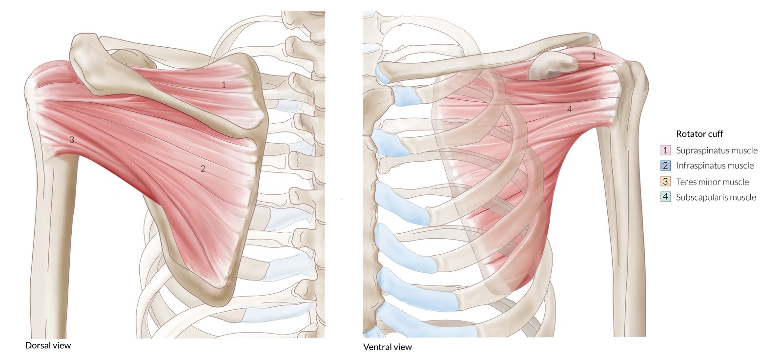 Anatomy of the rotator cuff