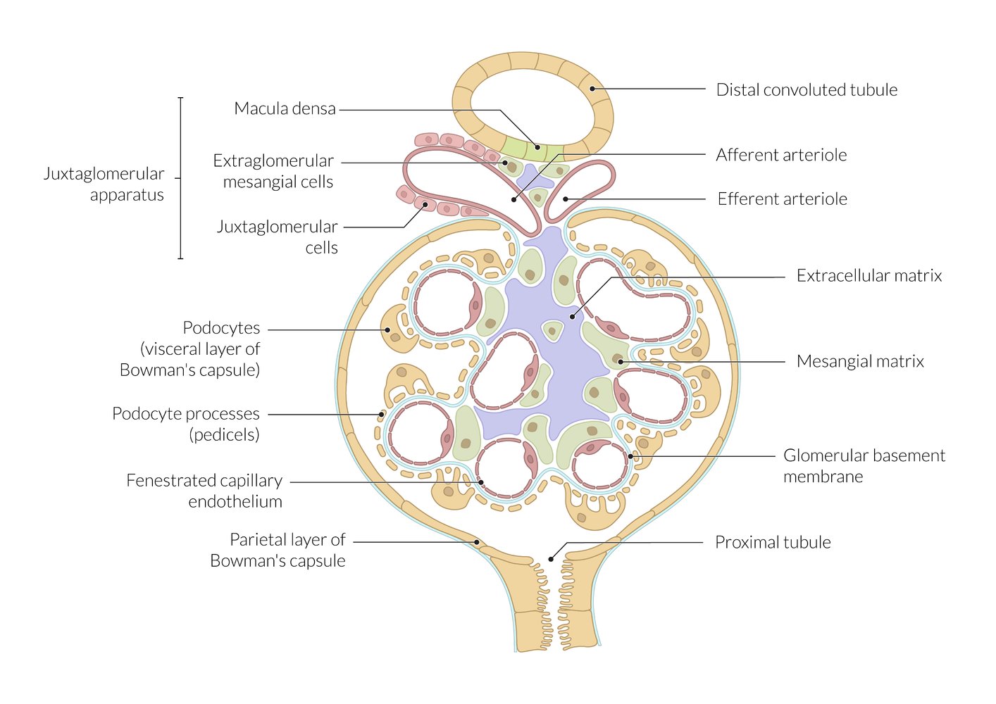 Cross section of renal corpuscle