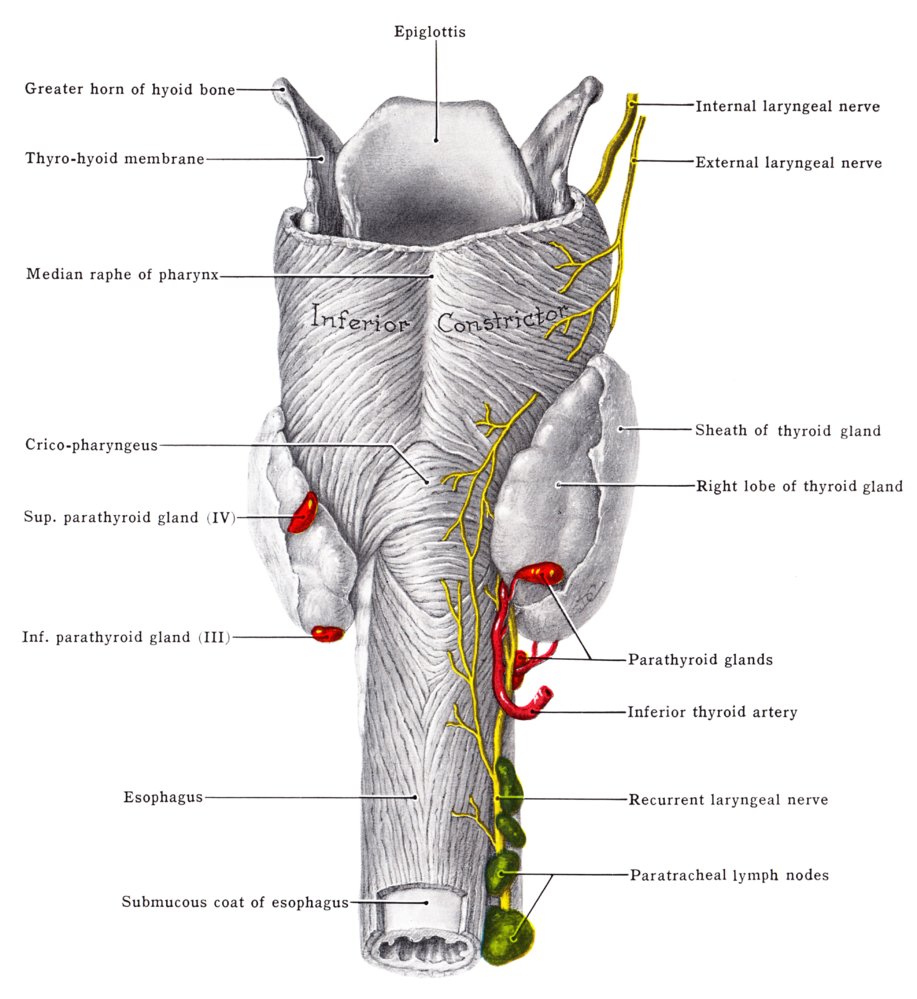 Pharynx and parathyroid glands