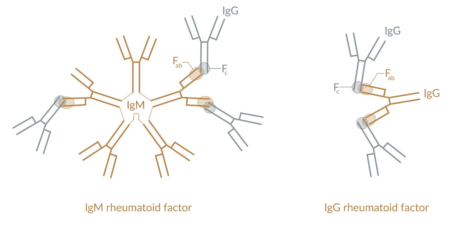 Structure of IgM and IgG rheumatoid factor