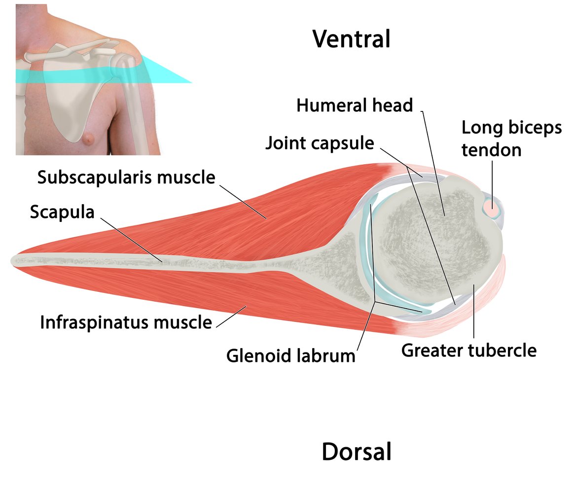 Shoulder anatomy in the transverse plane