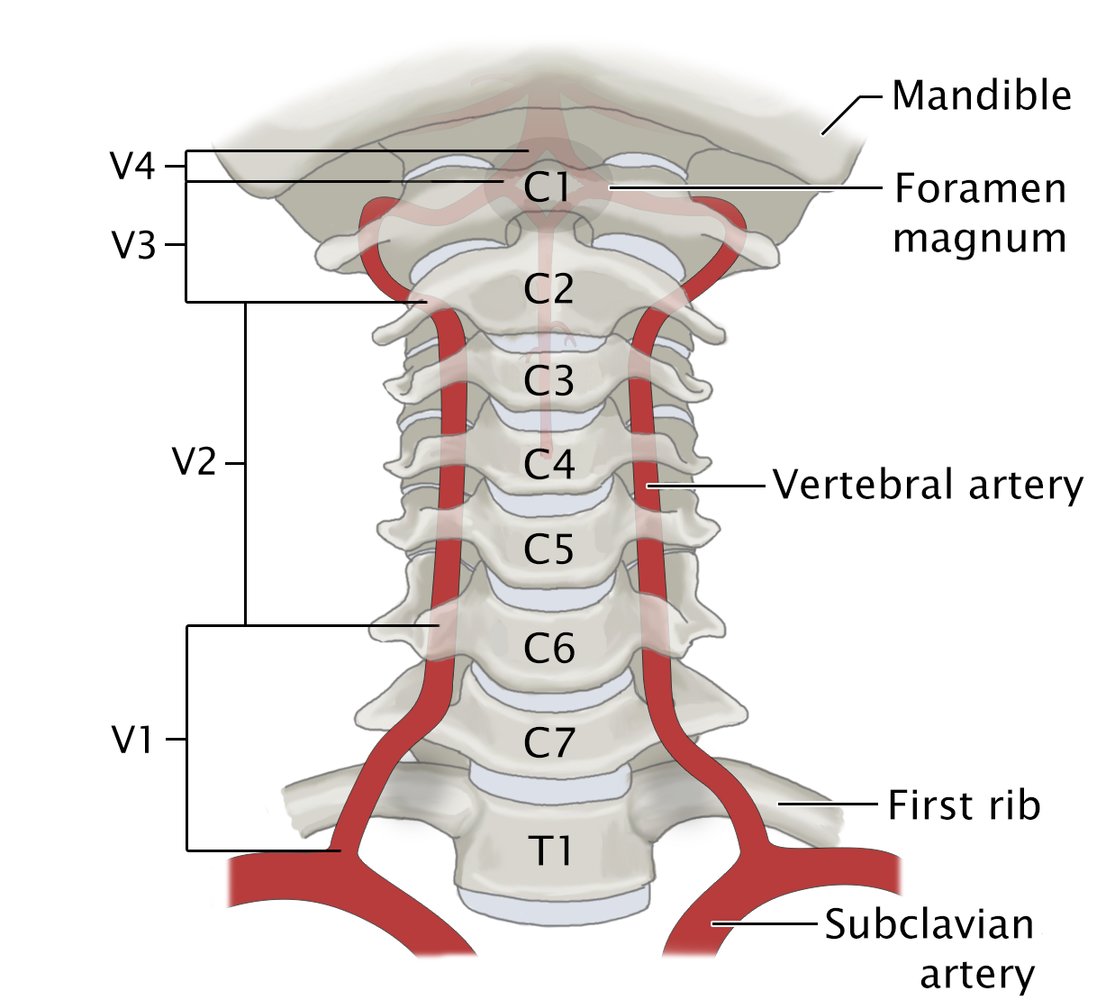 Course and segments of the vertebral artery