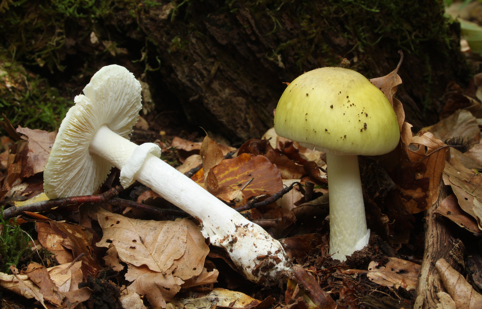 Amanita phalloides (death cap mushroom)