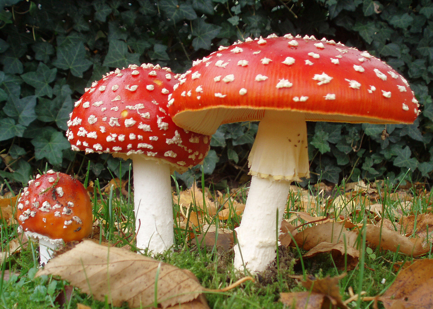 Amanita muscaria (fly agaric mushroom)