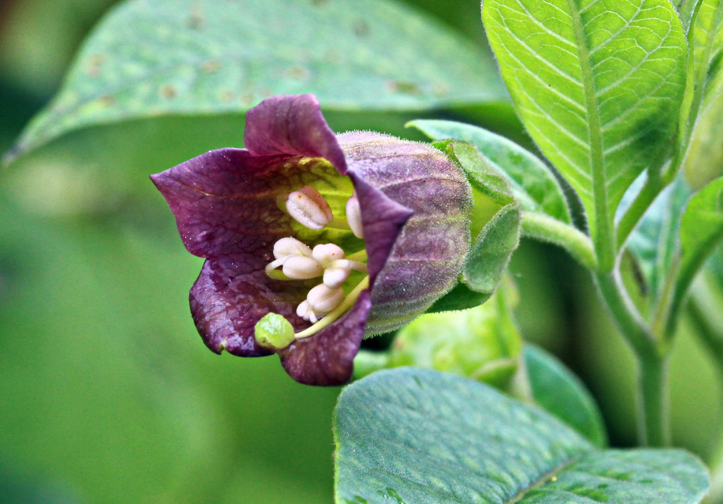 Atropa belladonna (deadly nightshade)