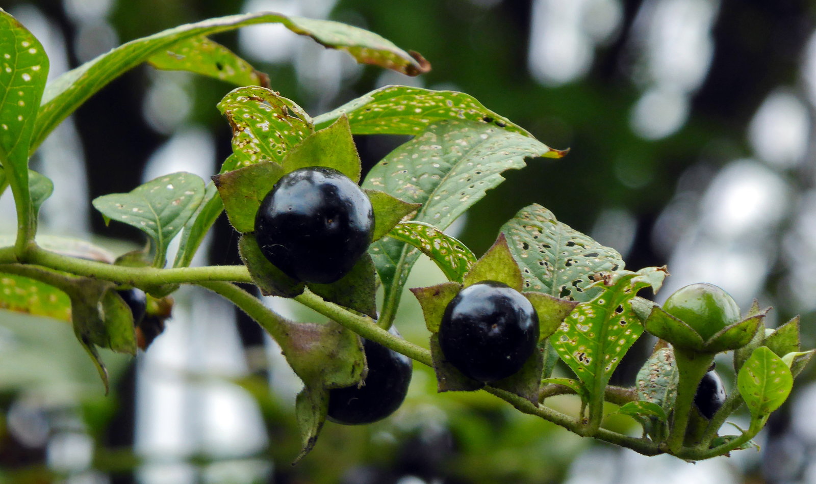 Atropa belladonna (deadly nightshade)
