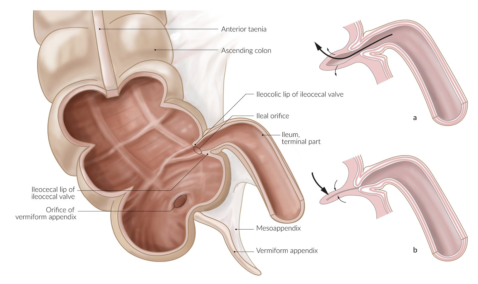 Ileal orifice and ileocaecal valve