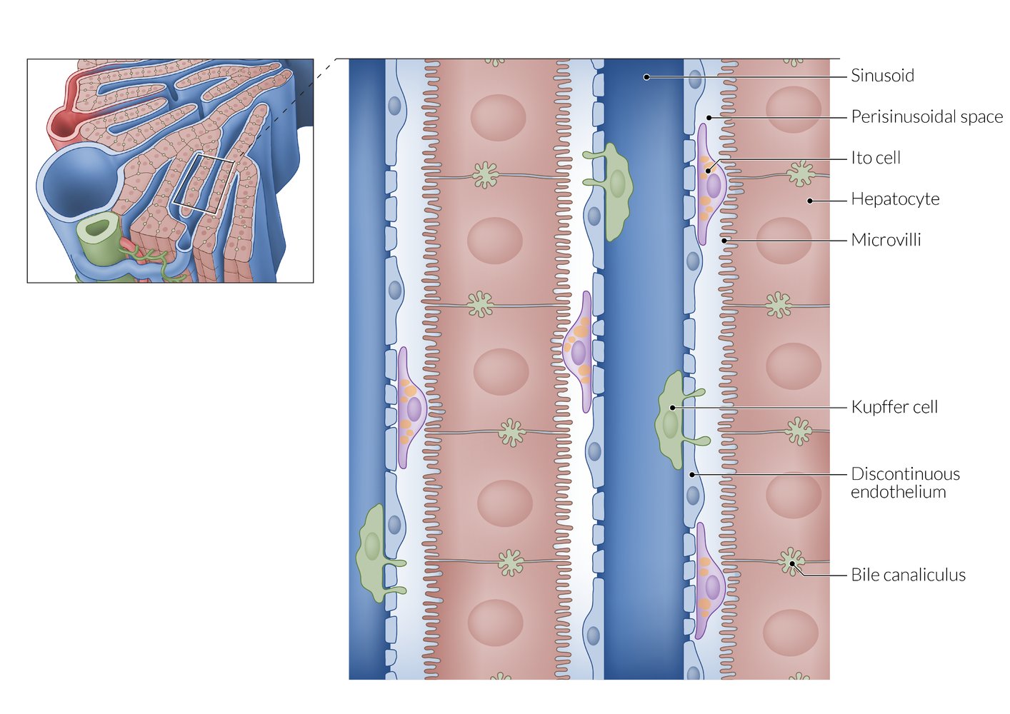 Hepatic microstructure: sinusoids, perisinusoidal space, and hepatocytes