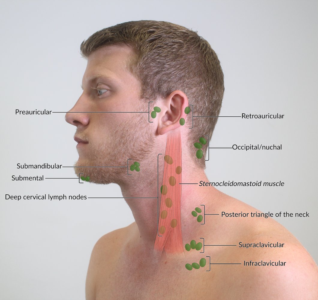 Lymph nodes of the head and neck