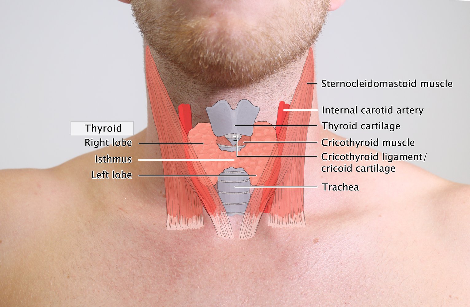 Surface anatomy of the thyroid gland