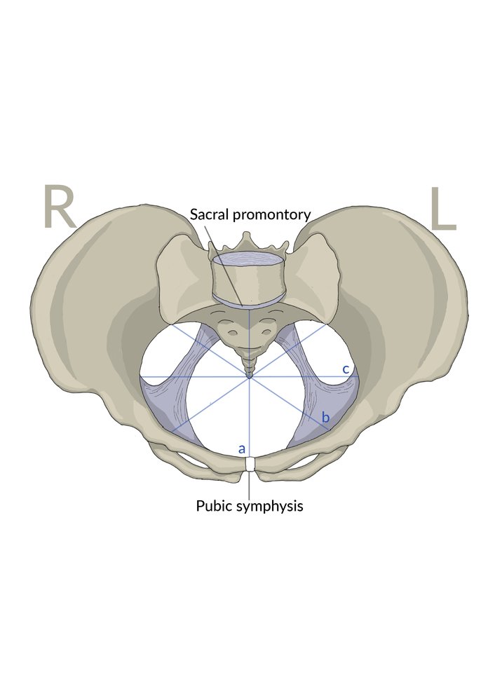 Plane of the pelvic inlet: diameter
