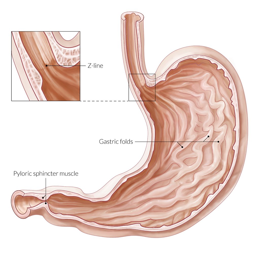 Anatomy of the stomach