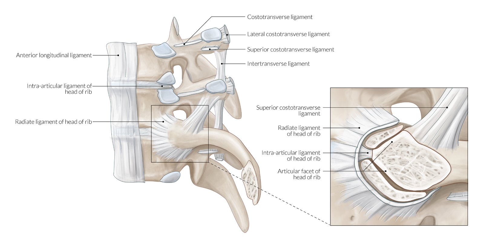 Costovertebral joints and ligaments