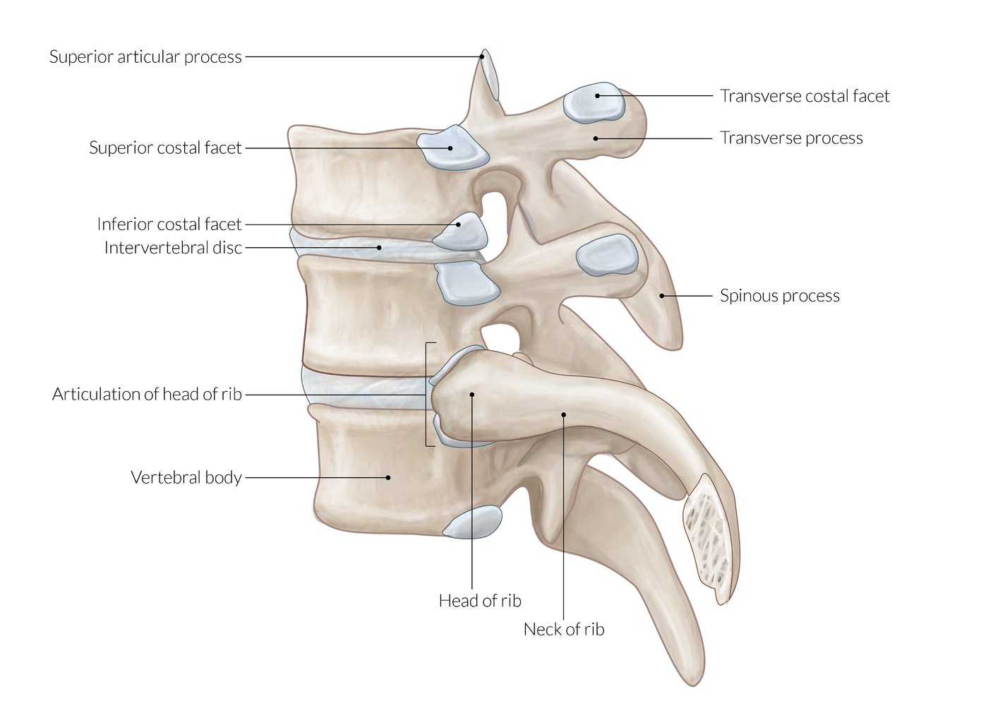Thoracic spine and costovertebral anatomy