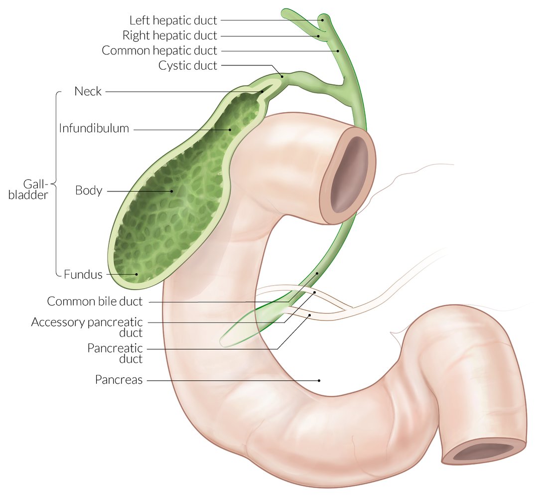 Extrahepatic biliary tree