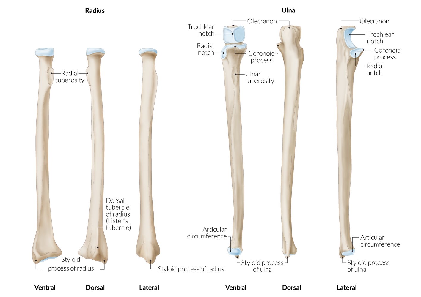 Radius and ulna