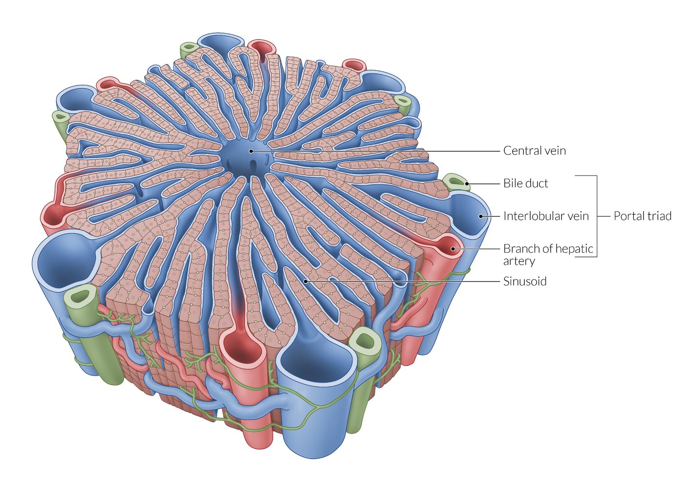 Hepatic microstructure: hepatic lobule