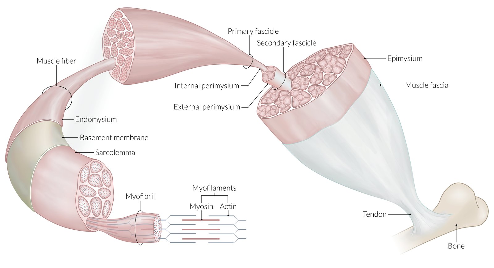 Structure of skeletal muscle