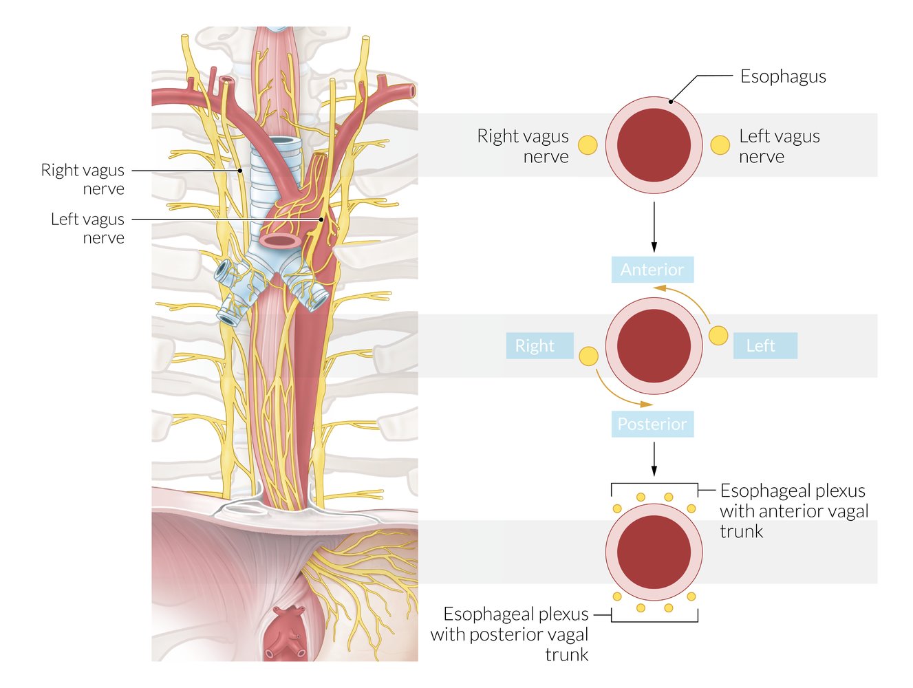 Esophageal plexus