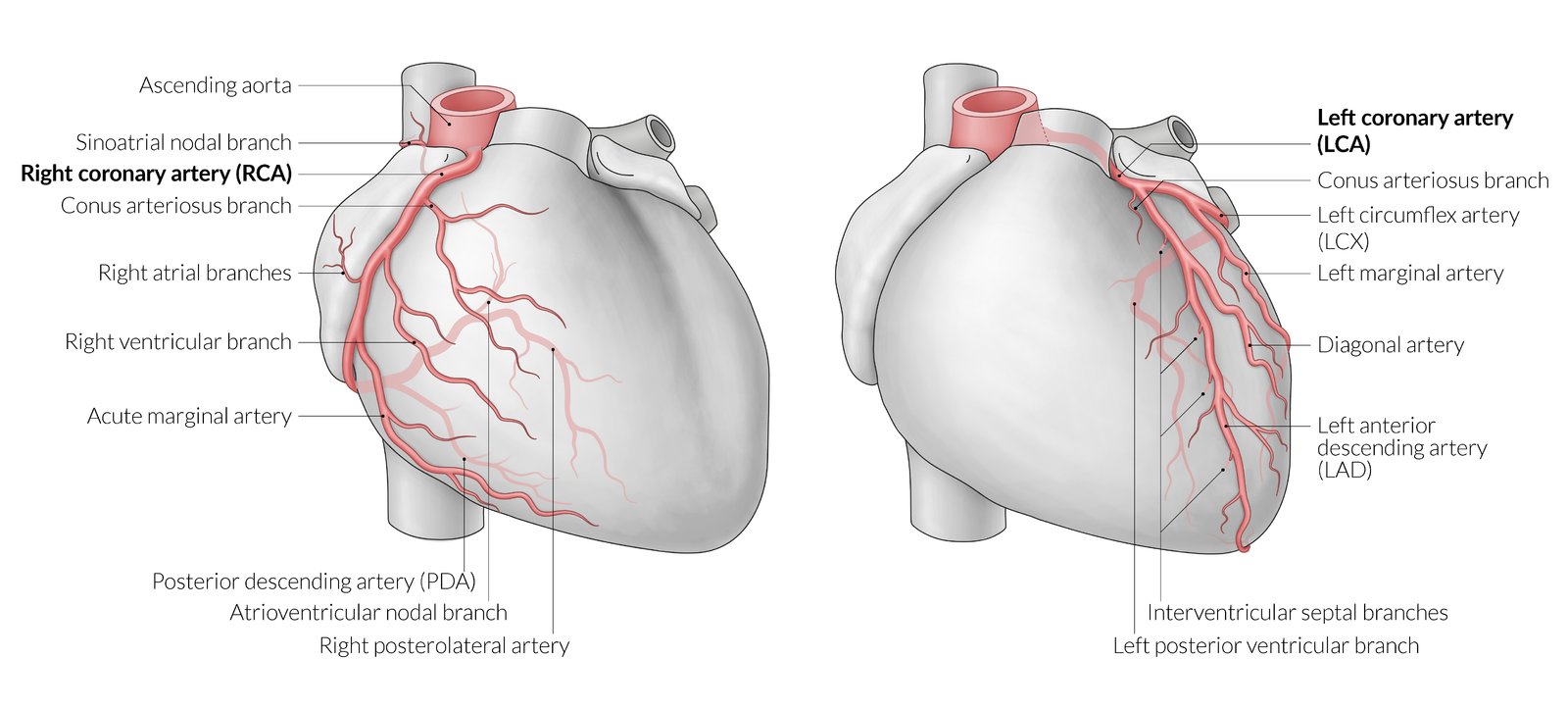 Coronary arteries