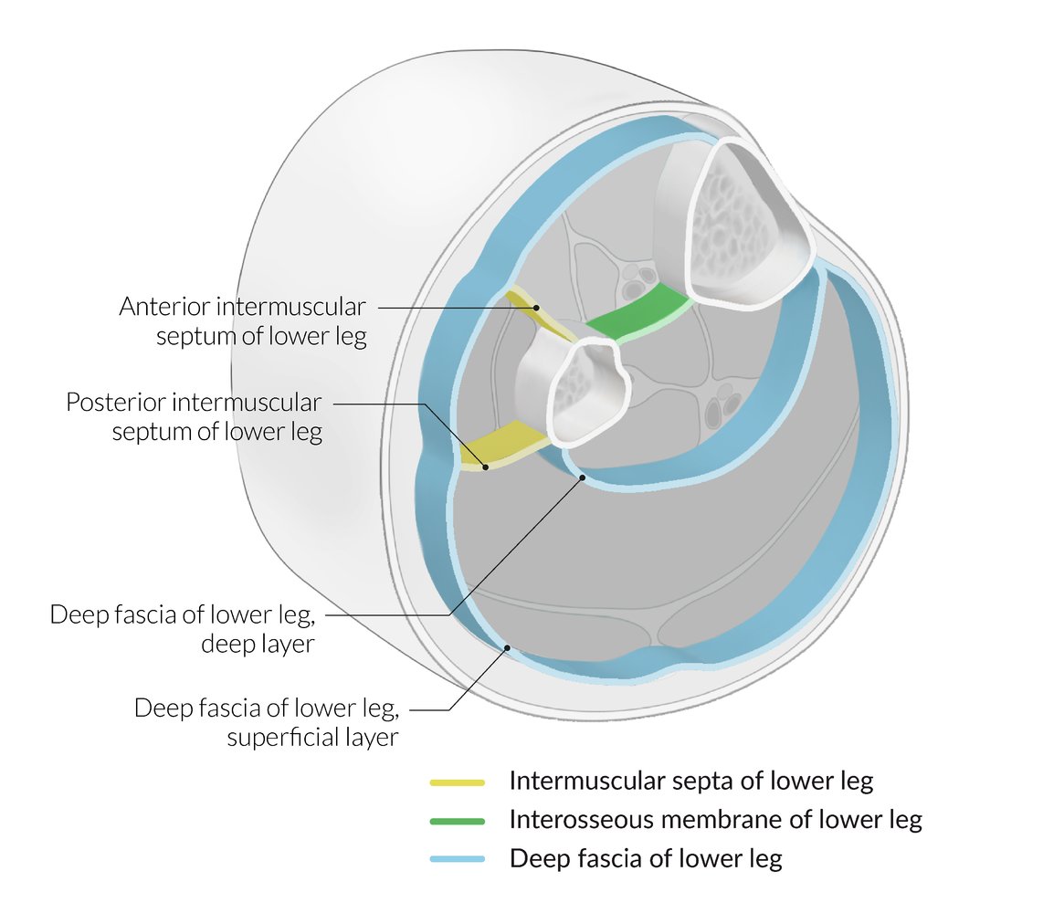 Muscle compartments of the lower leg