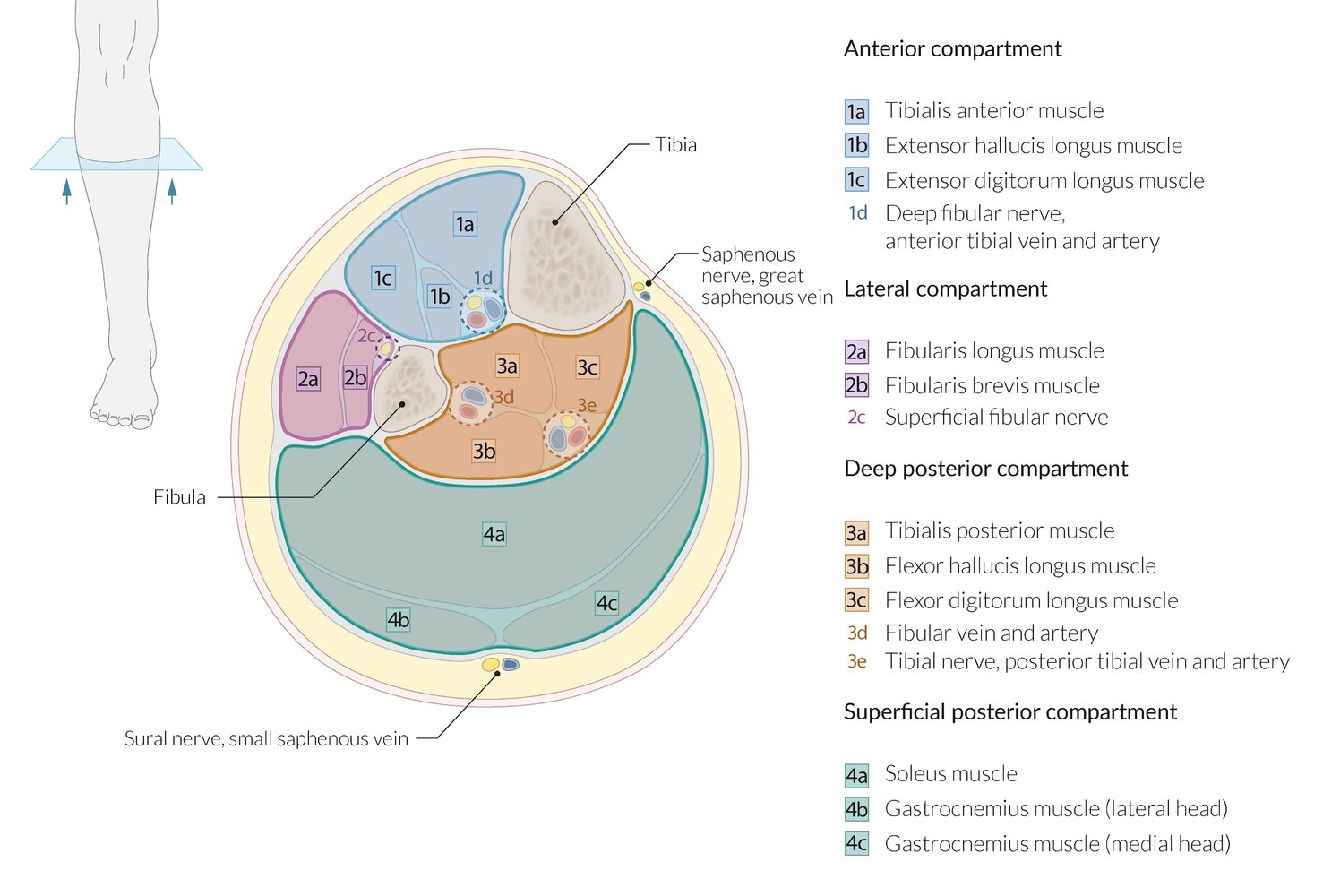 Osteofascial compartments of the leg