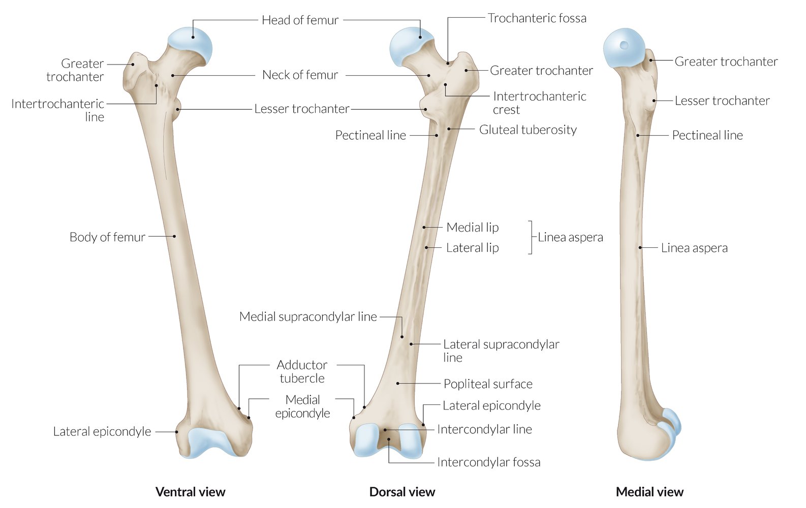 Femur