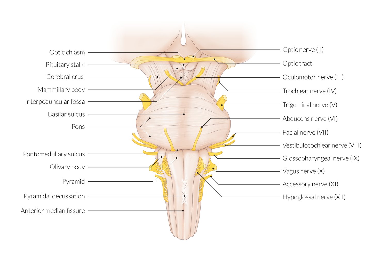 Brainstem and origin of cranial nerves II-XII