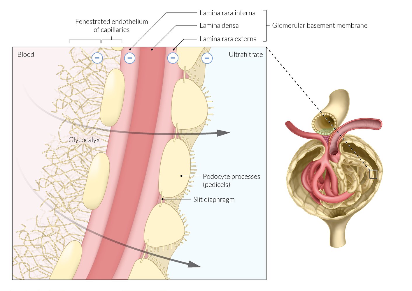 Glomerular filtration barrier