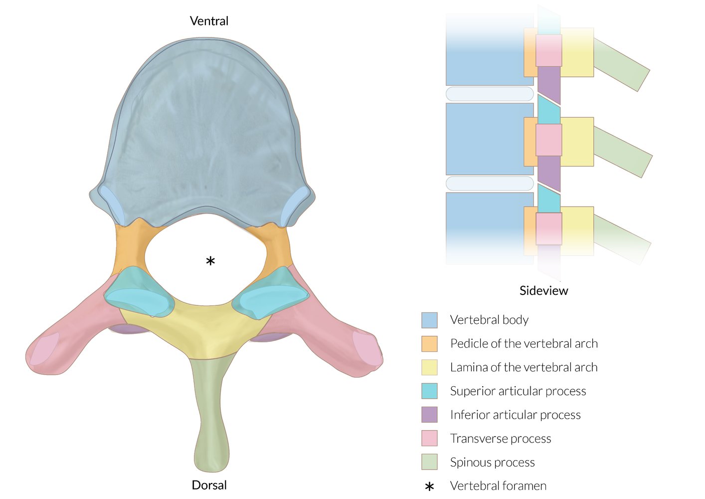 Anatomy of the vertebra