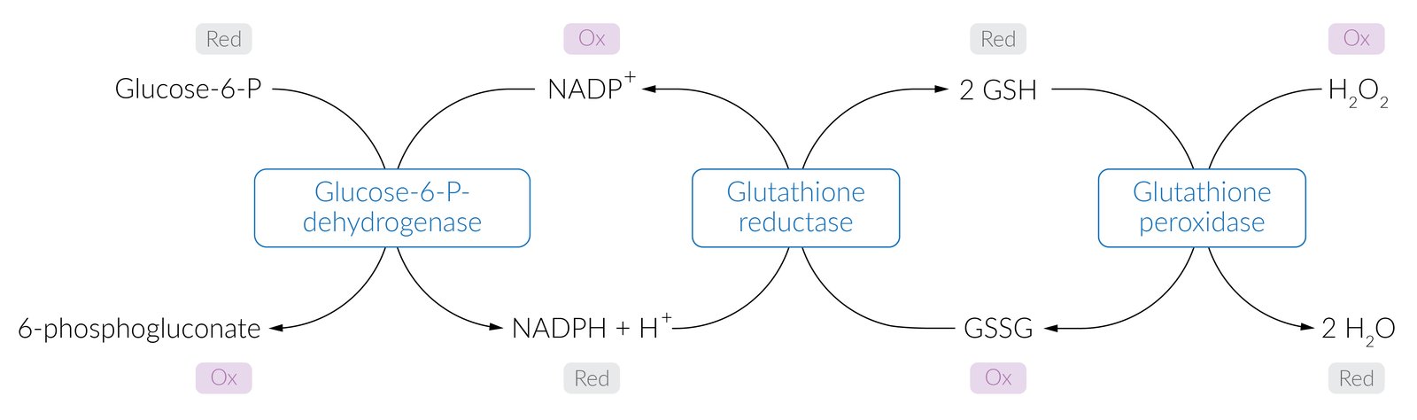Reduction and oxidation reactions of glutathione