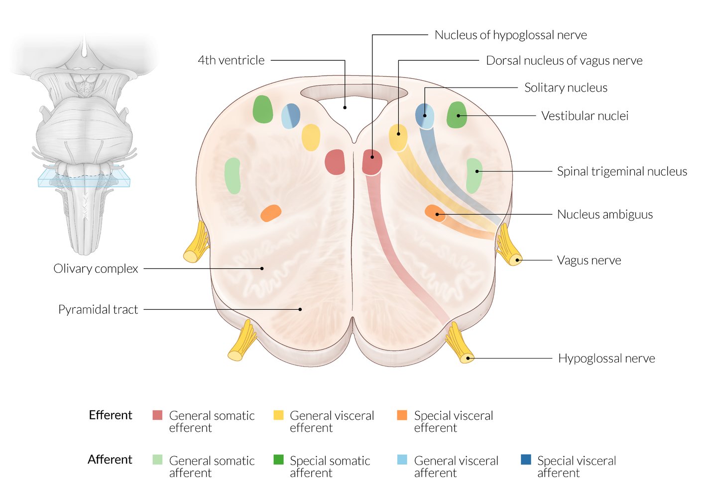 Cranial nerve nuclei of the medulla oblongata