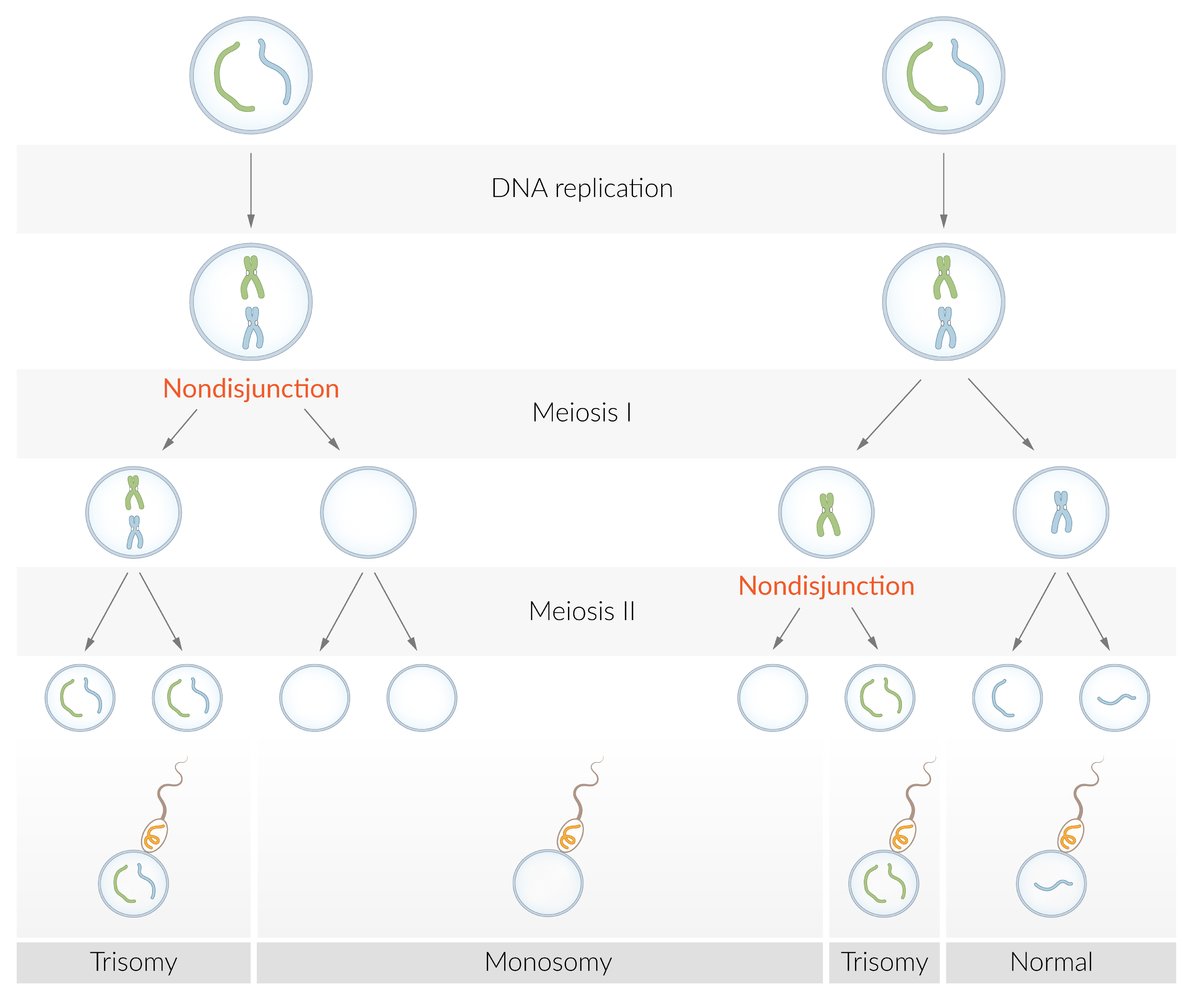 Meiotic nondisjunction