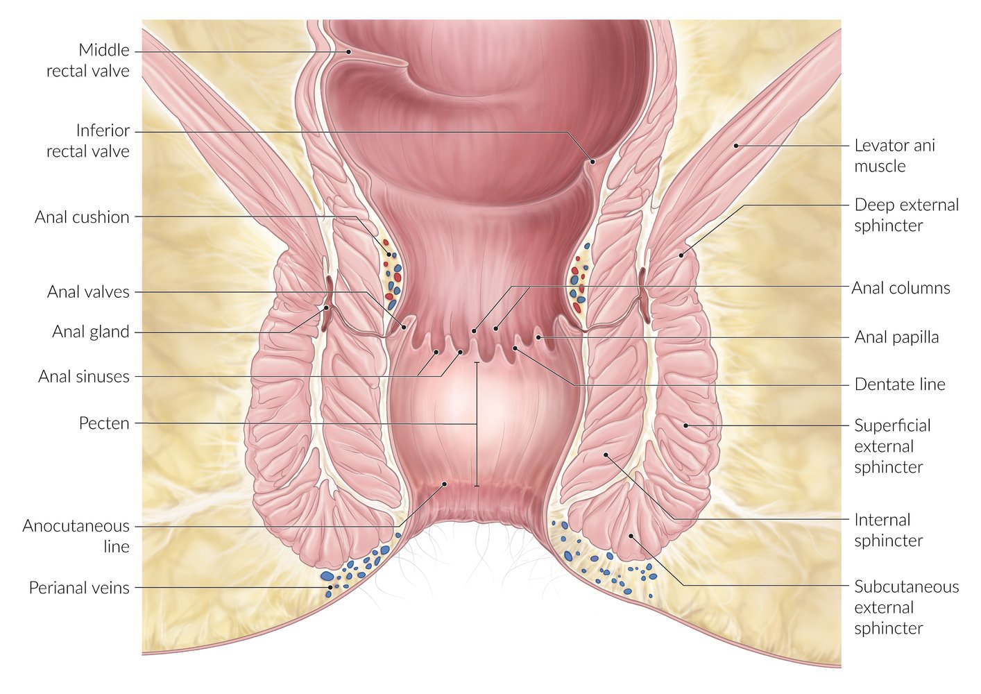 Anal canal
