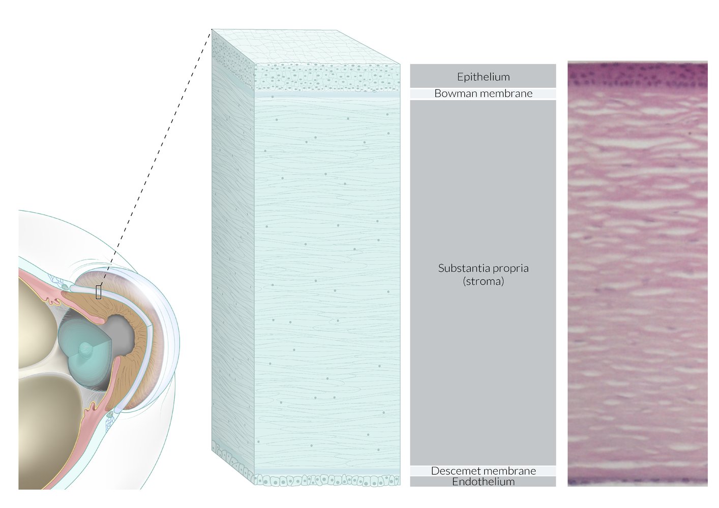 Layers of the cornea