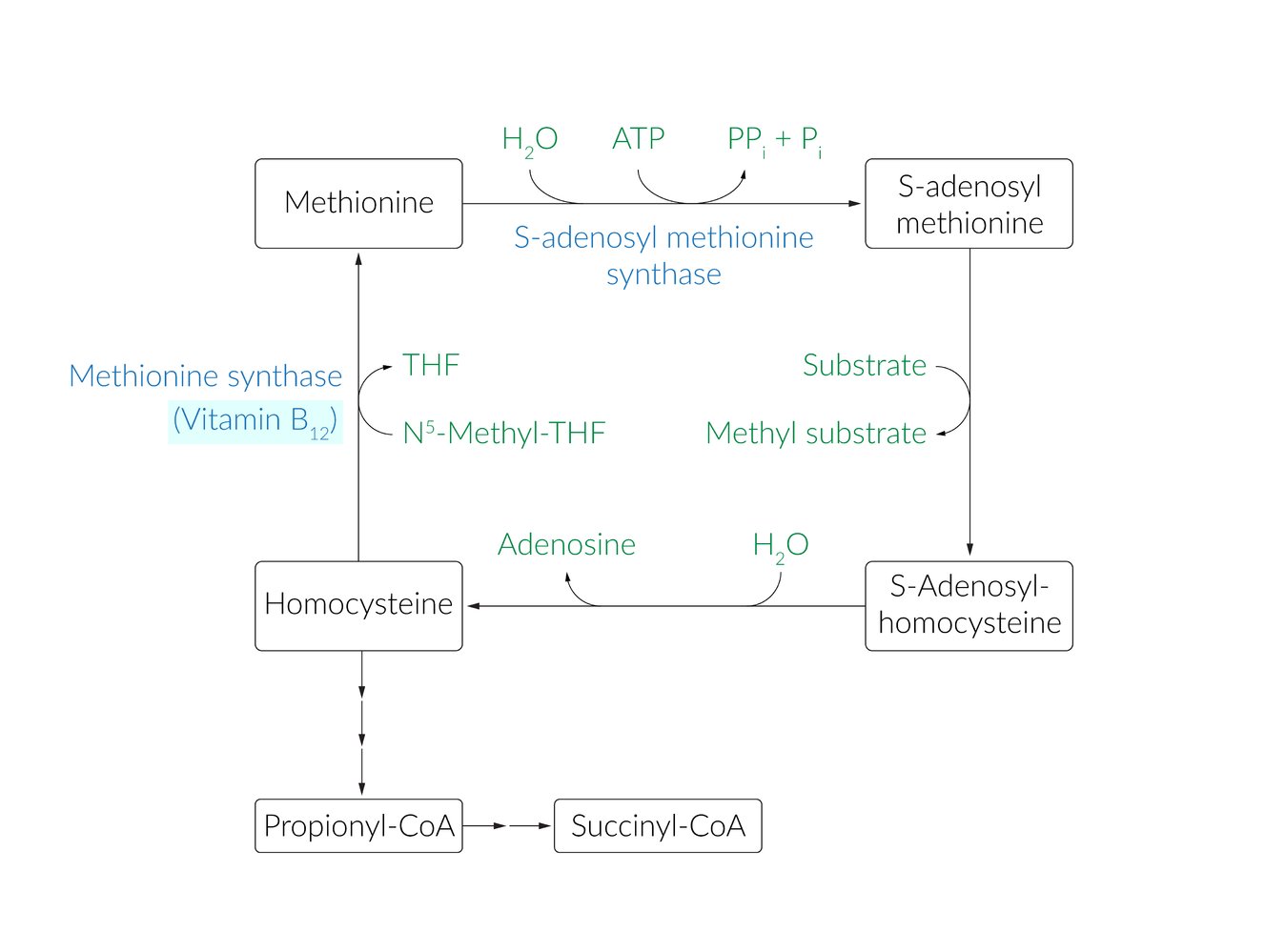 Methionine cycle