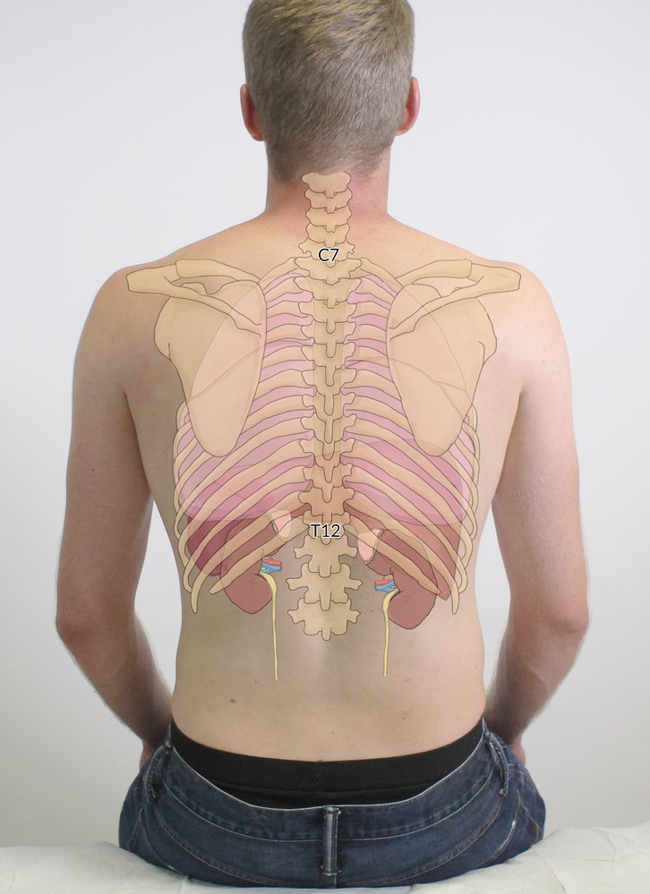 Kidneys, lungs, and liver within thoracic skeleton
