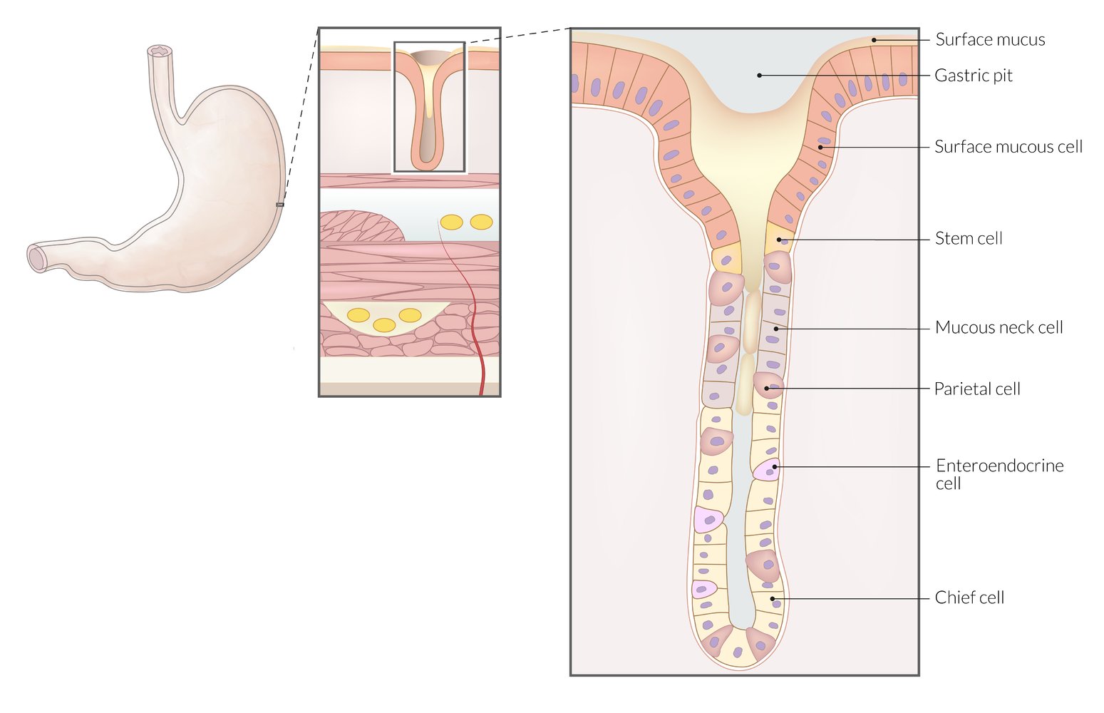 Gastric gland