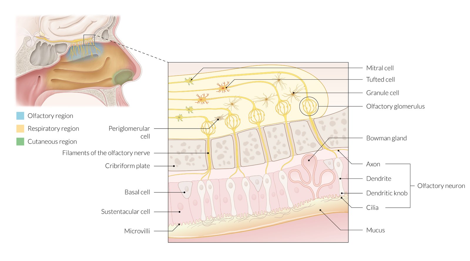 Olfactory mucosa and bulb