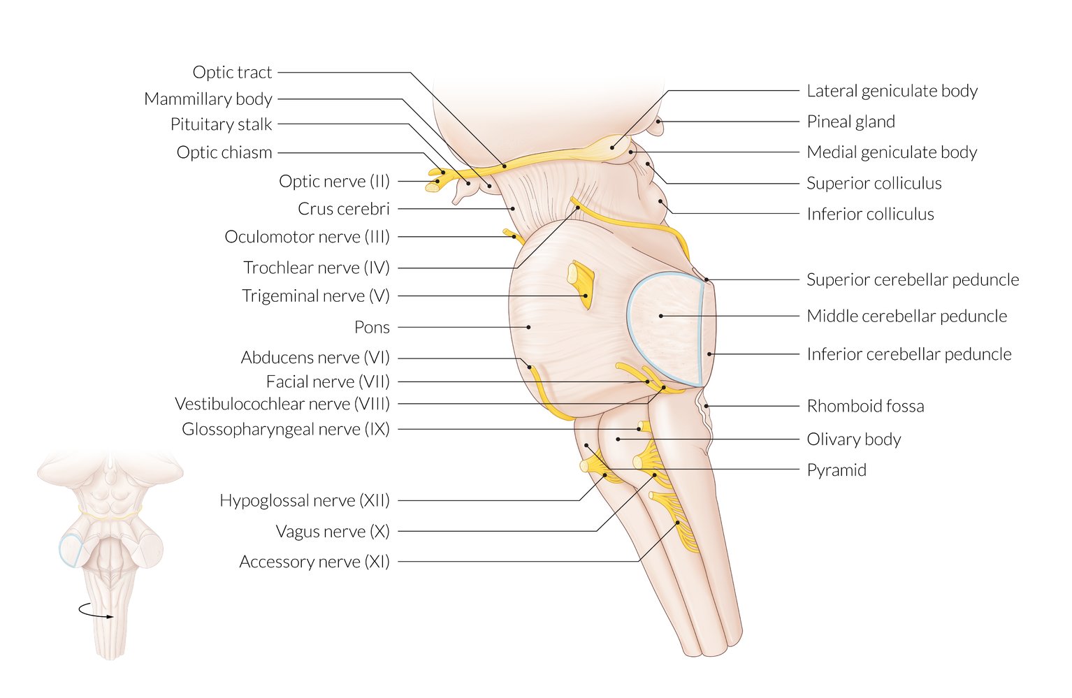 Brainstem and origin of cranial nerves II-XII
