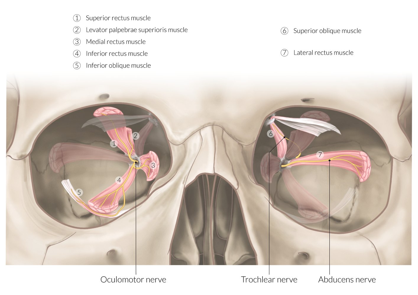 Innervation of the extraocular muscles