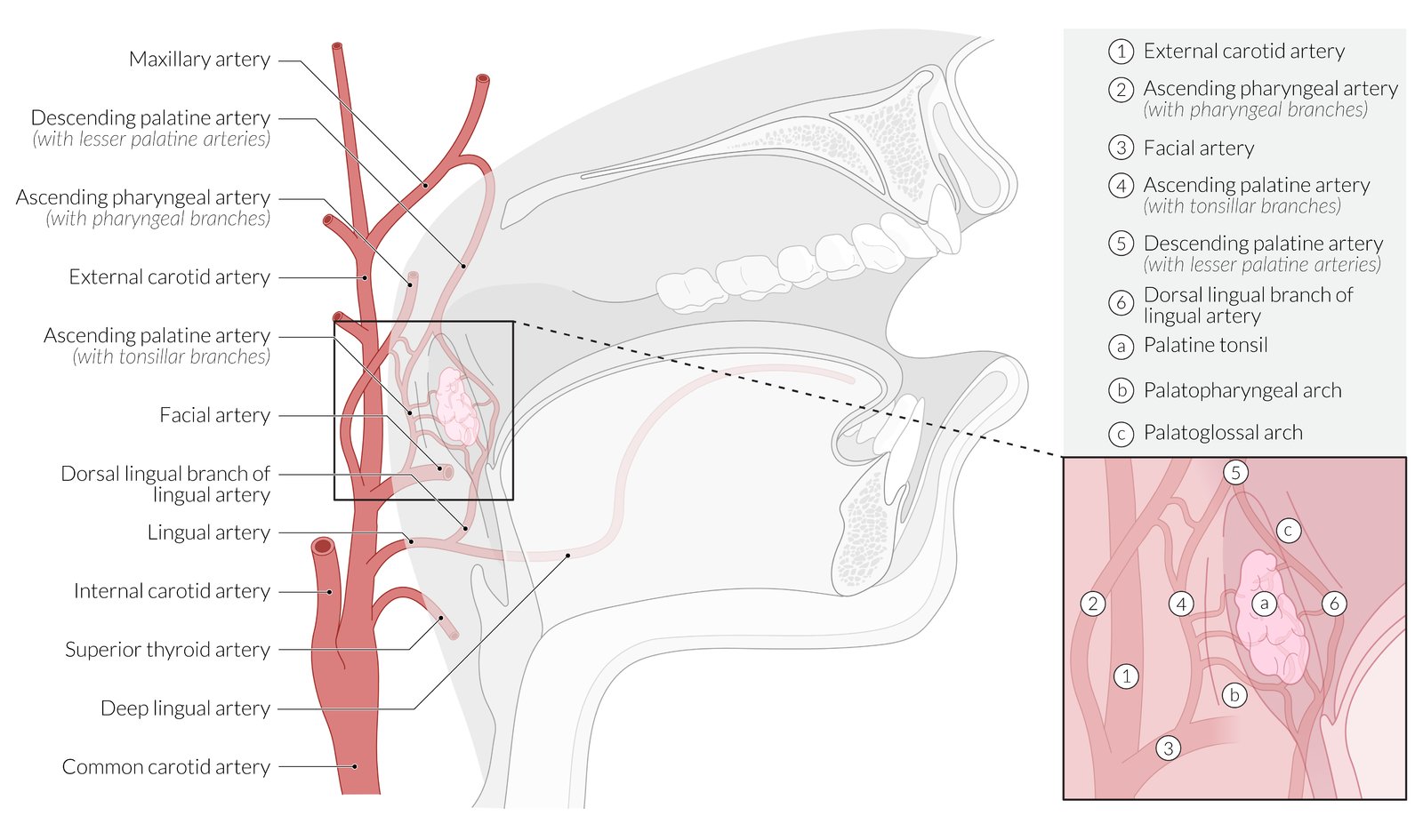 Vascular supply of the palatine tonsils