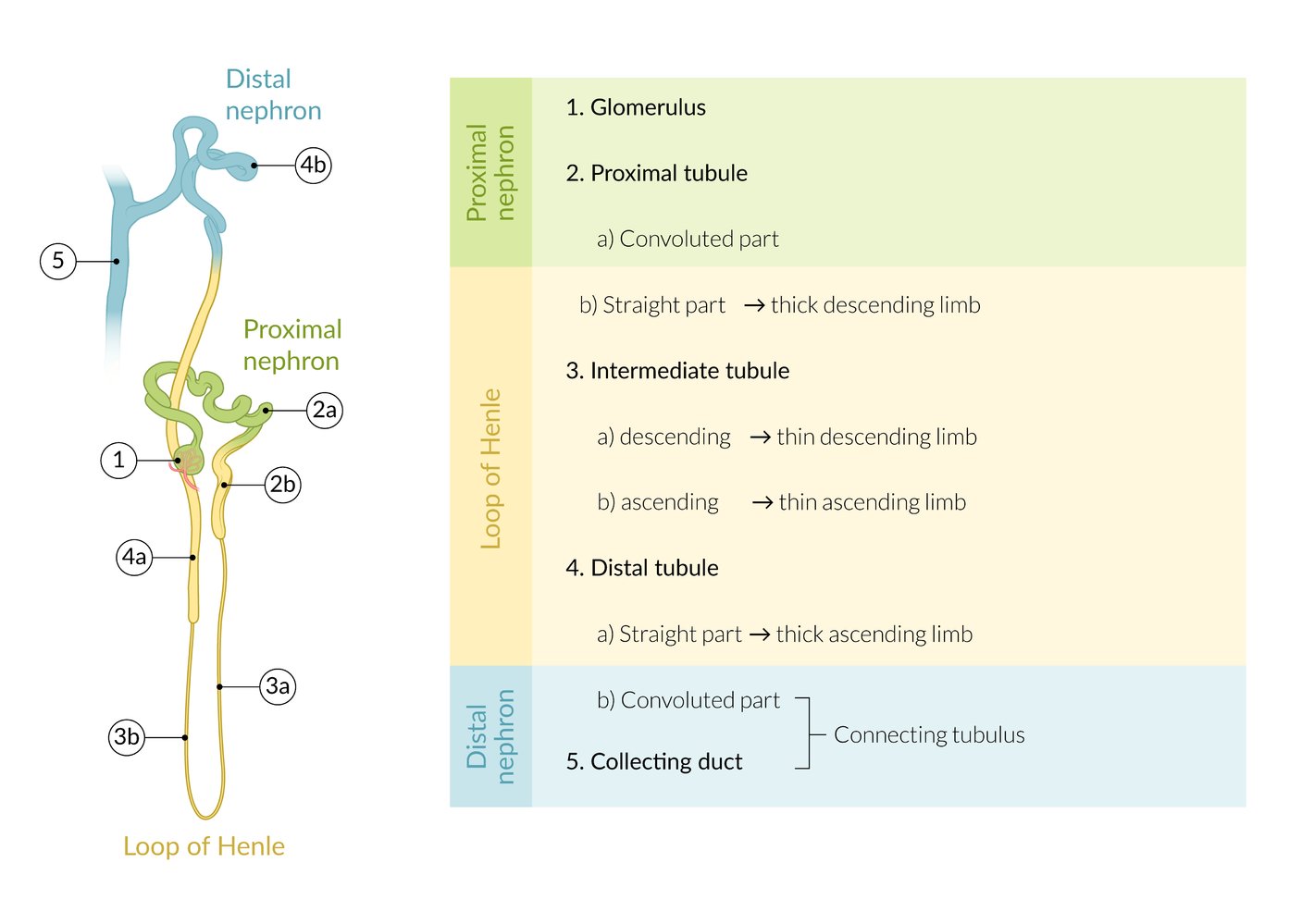 Nephron segments