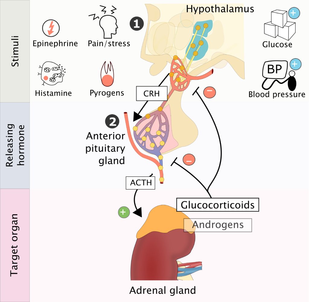 Hormonal feedback control of the adrenal hormones